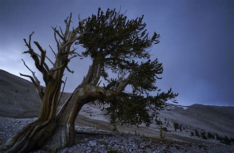 Ancient Bristlecone Pine Tree At Dawn Smithsonian Photo Contest