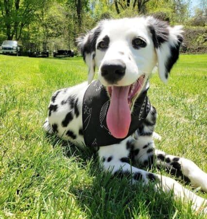 Long Haired Dalmatian Info Facts Genetics Pictures FAQs