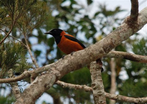 Hooded Pitohui The First Documented Poisonous Bird