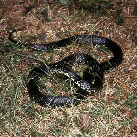 Venomous Snakes In Ohio Map Canada Map