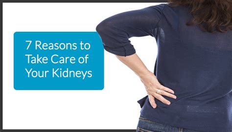 Kidneys are located in the lower back—right below the rib cage—and they're usually asymmetrical. Are The Kidneys Located Inside Of The Rib Cage : Human ...