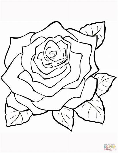 Coloring Rose Roses Pages Outline Colour Transparent