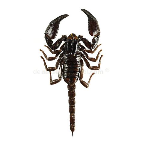 Heterometrus Spinifer Giant Forest Scorpion