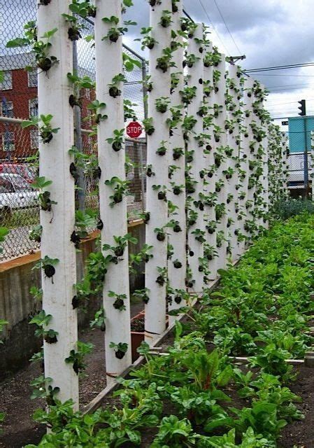 Vertical Gardening Using Pvc Piping Growing Strawberries And Well