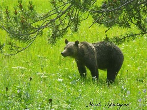 Near Madison Black Bear Brown Bear Animals