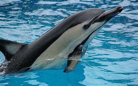 Delfín Tipos Y Características Bioenciclopedia Dolphin Photos
