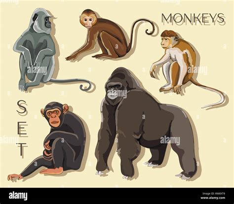 Different Types Of Monkeys Vector Illustration Eps 10 Stock Vector