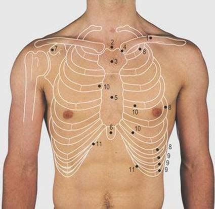 The chest anatomy includes the pectoralis major, pectoralis minor and the serratus anterior. Thorax - Surface Anatomy, 4 Edition