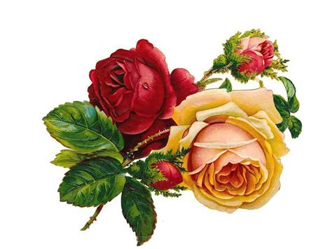 This big floral removable wallpaper features larger than life vintage roses. Vintage Rose Wallpaper | | Full Desktop Backgrounds