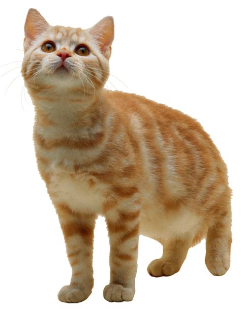 Cat Png Png Image Purepng Free Transparent Cc0 Png