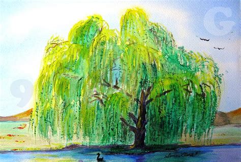 Weeping Willow Tree Drawing Art Drawing Skill