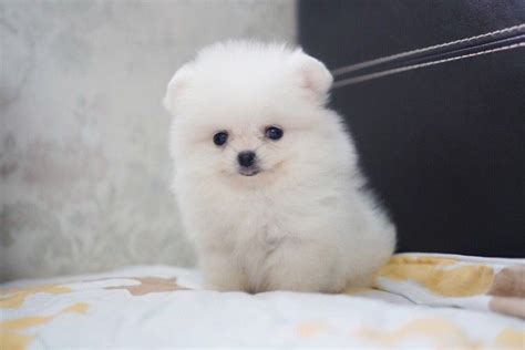 Check out our purchasing process and get ready to reserve your dream puppy! Teddy bear Pomeranian puppy for sale near me, teacup ...