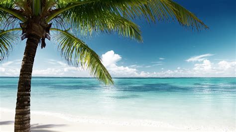 tropical tree ocean 4k lagoon sky blue water tropical landscape palm sandy beach