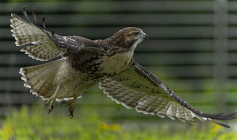 Sad News Young Hawk “l1” Found Dead Cornell Lab Bird Cams Cornell