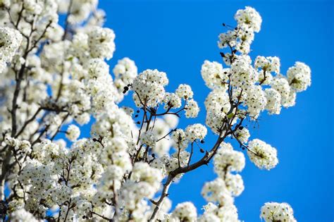 White Flowering Tree That Smells Bad Causes And Solutions
