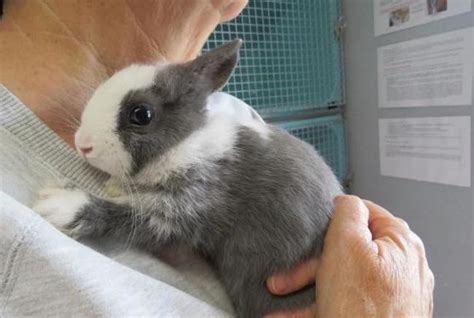Pacemaker rongeur NAC lapin à adopter dans la région Bretagne