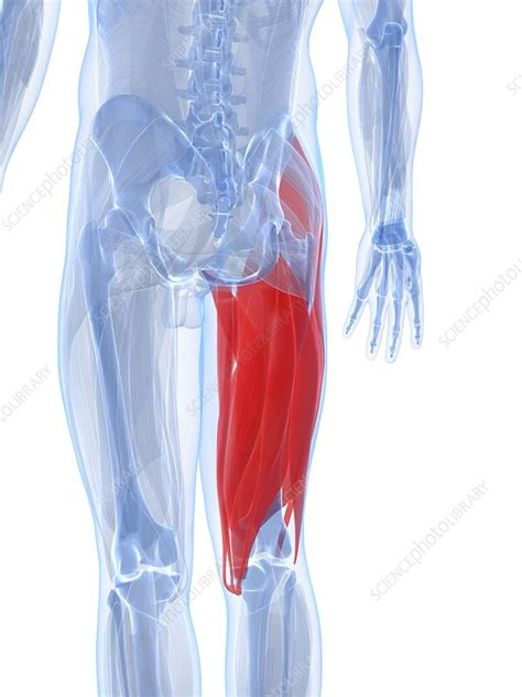 Thigh Muscles Artwork Stock Image F0050668 Science Photo Library