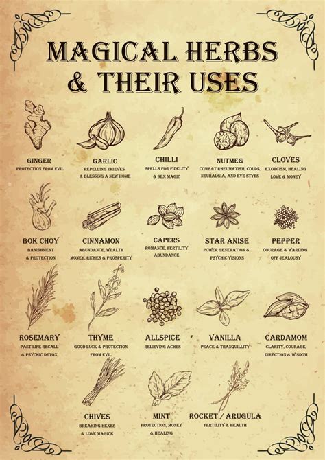 Magical Herbs And Their Uses Poster Media Chomp