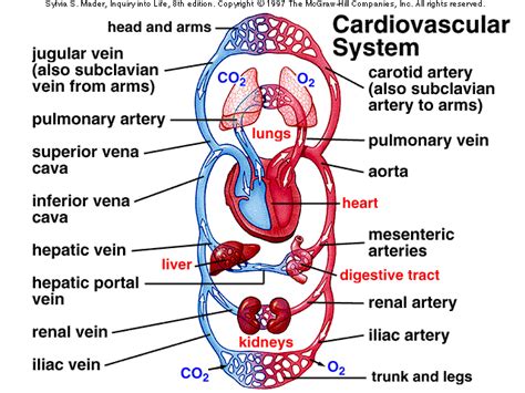 Diagram Of The Circulatory System Diabetes Inc