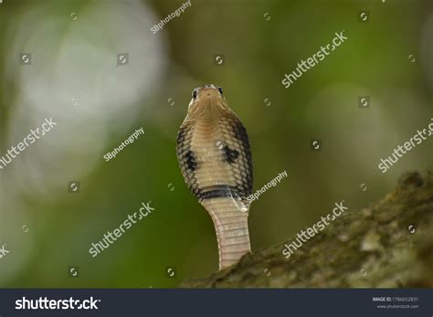 Indian Cobra Known Spectacled Cobra Asian Stock Photo 1786652831