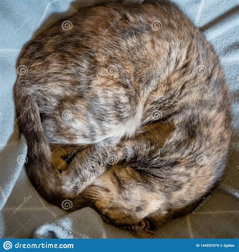 Sleeping Tortoiseshell Tabby Cat Curled Up On Blanket Stock Image Image Of Contentment Orange