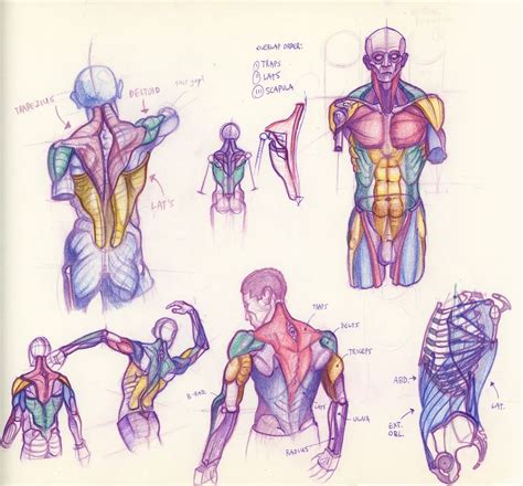 Muscle Studies Art Drawing Sketch Study Skeleton Anatomy Human