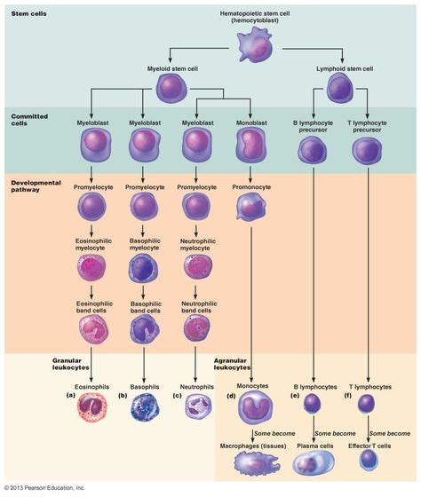 1711 Leukocyte Formation Leukocytes Arise From Ancestral Stem Cells