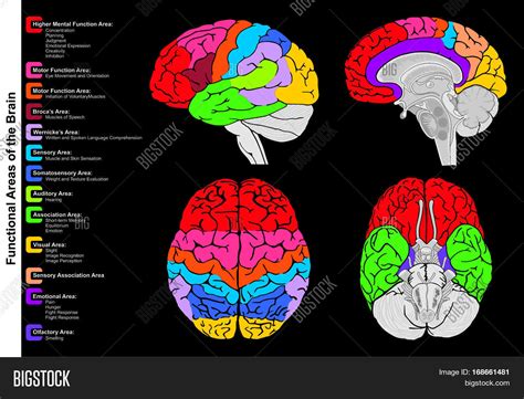 Human Brain Functional Image And Photo Free Trial Bigstock