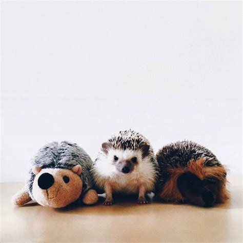 These Adorable Images Of Super Cute Pet Hedgehogs Will Melt Your Heart