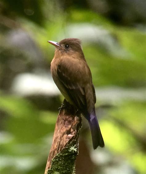 Sunshinecoastbirds Western Panama And Chiriqui Highlands