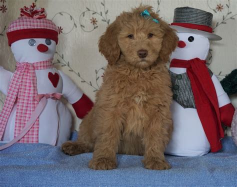 Standard F1B Goldendoodle For Sale Sugarcreek, OH Male- Bubbles – AC