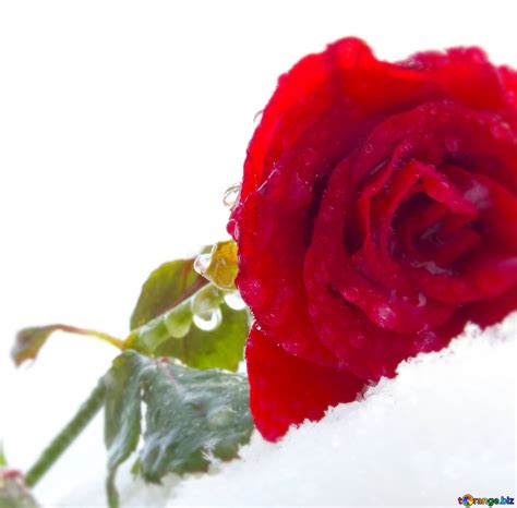 Image For Profile Picture Rose In The Snow №4421