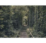 Spoorwegtunnel Van Bomen Bos Fotobehang Tenstickers