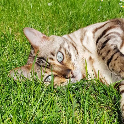 14 Things You Didnt Know About Bengal Cats Petpress
