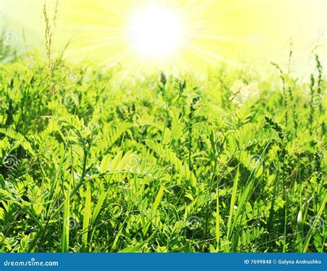 Grass In Sunlight Stock Photo Image Of Nature Grass 7699848