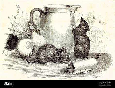 Old Engraved Illustration Of House Mouse Created By Kretschmer And