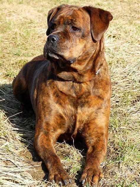 unreal boxer cross breeds youve