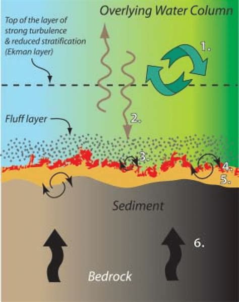 C Schematic Diagram Of Subregions Within The Benthic Boundary Layer