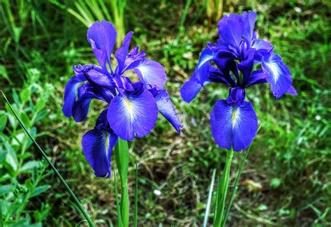 Iris Flor Púrpura Foto Gratis En Pixabay Pixabay