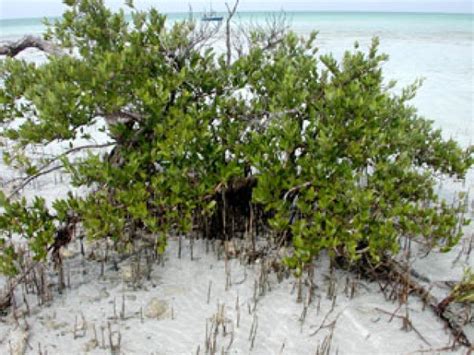 Mangrove Species Profiles South Florida Aquatic Environments
