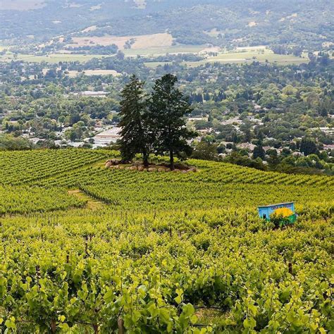 Napa (ca), 94559, united states. Hanzell Vineyards in Sonoma is a gorgeous sight! What's your favorite vineyard view in # ...