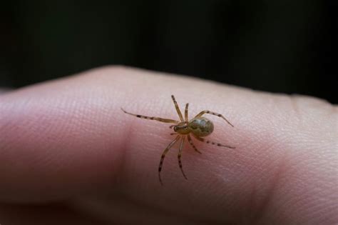 Baby Brown Recluse Spider How To Identify Is It Dangerous With
