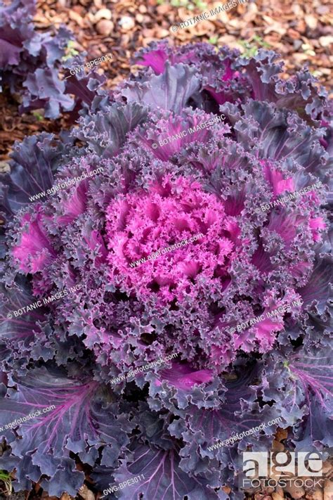 Brassica Oleracea Chidori Red Kale Stock Photo Picture And Rights