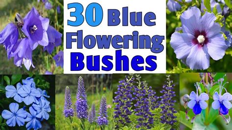 30 Best Blue Flowering Bushes For Your Garden Blue Flower Plants For