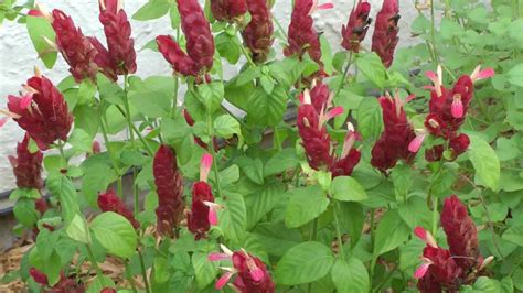 Create beautiful, low maintenance landscapes, while conserving and protecting natural resources and the environment. Red shrimp plant (Justicia brandegeana),San Benito, Texas ...
