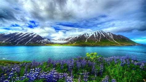 Free flowers high definition quality wallpapers for desktop and mobiles in hd, wide, 4k and 5k resolutions. Nature Beautiful Hd Wallpaper Mountain Lake Flowers Sky ...