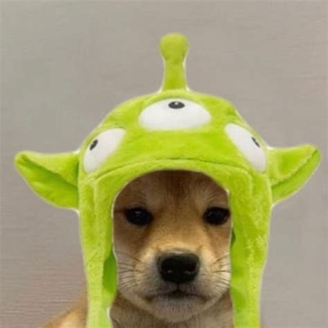 Cute Dog With A Funny Hat