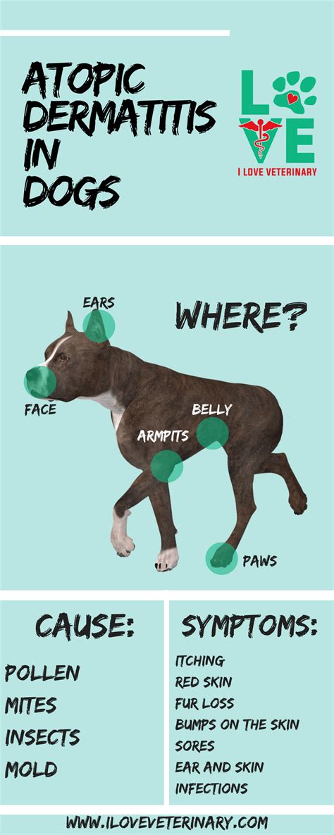Atopic Dermatitis In Dogs I Love Veterinary Vet Medicine