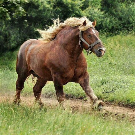 Huge Muscular Horse A Jutland From Denmark Horses Horses Horse