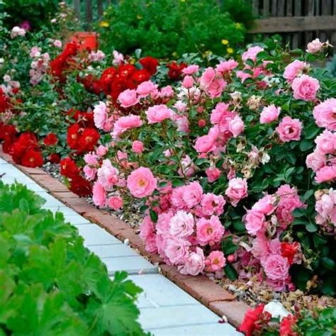 Как красиво посадить розы в огороде 38 фото НА ДАЧЕ ФОТО